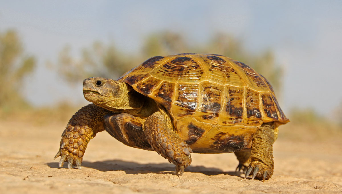 Черепахи - красивые картинки (100 фото)